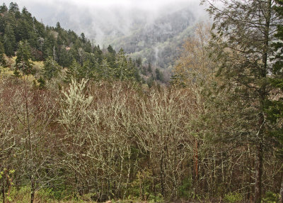 Smoky Mountains 01.jpg