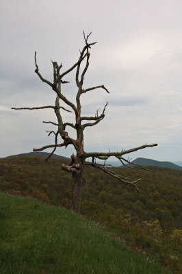 07 Virginia-NPS: Appomattox Court House NHP; Steve & Susan Denson; Fredericksburg  Cemetery and Battlefields NMP;  Shenandoah NP