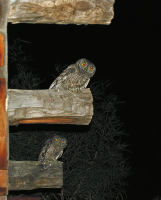 Screech-Owl Western 05-1.jpg
