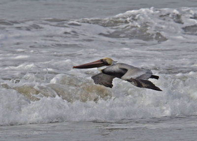 Pelican Brown 06.jpg