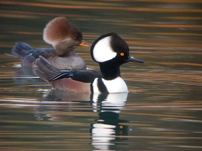Ducks & Geese