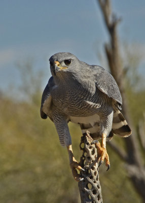 Raptors