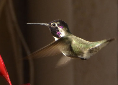 Hummingbird Costas 49.jpg