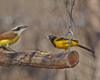 Oriole Audubon 03.jpg