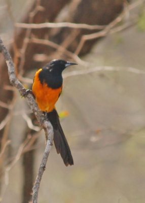 Oriole Black-vented 07.jpg