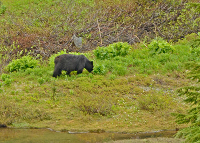 08-Mount-Rainier-10-Black-Bear.jpg
