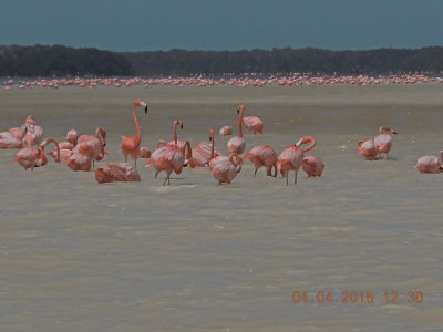05-Flamingos-Celestrun-M4091.jpg