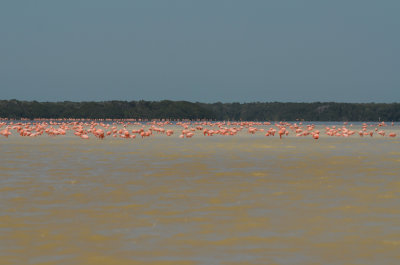 06-Flamingos-Celestrun-5881.jpg