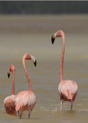 07-Flamingos-Celestrun-5875.jpg