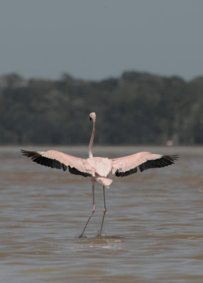 08-Flamingos-Celestrun-5900.jpg