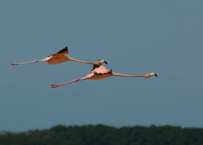 09-Flamingos-Celestrun-5899.jpg