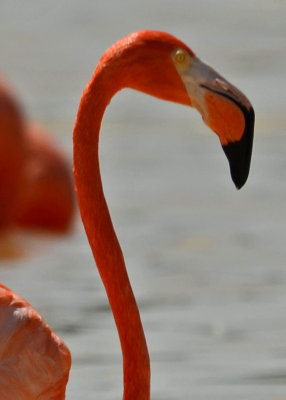11-Flamingos-Celestrun-5941.jpg