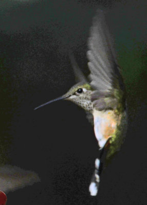 Hummingbird Calliope 08.jpg