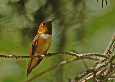 Hummingbird Rufous 21.jpg