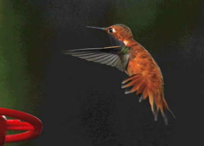 Hummingbird Rufous 52.jpg