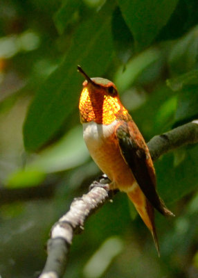 Hummingbird-Rufous-57.jpg