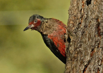 Woodpecker Lewis 16.jpg