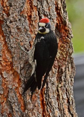 Woodpecker-Acorn-12.jpg