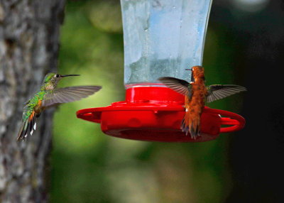 Hummingbird-Rufous-55.jpg