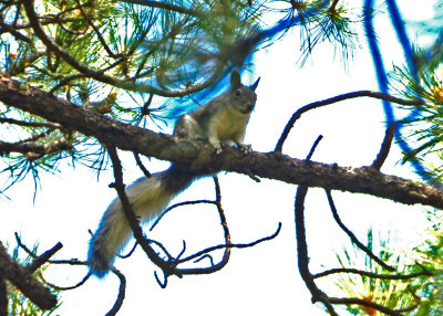 Squirrel-Gray-Aberts-01-em.jpg