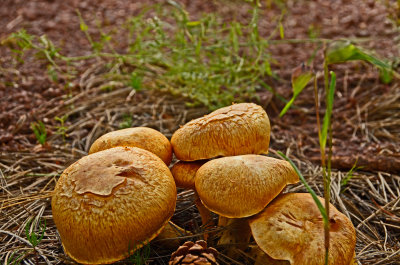 Mushrooms-Brown-em.jpg