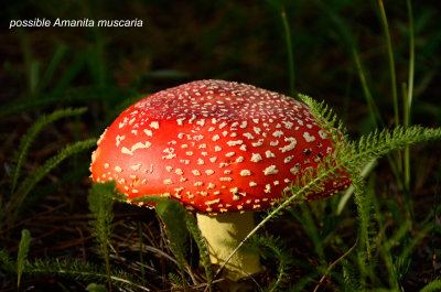 Red-Mushroom-ball-07-em.jpg