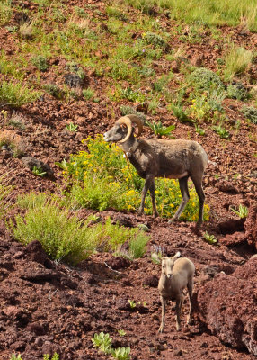 Bighorn-Sheep-05-em.jpg