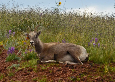 Bighorn-Sheep-06em-Eager.jpg