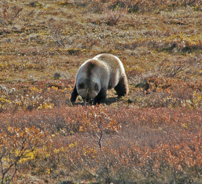 Denali-NP-Bears-408.jpg