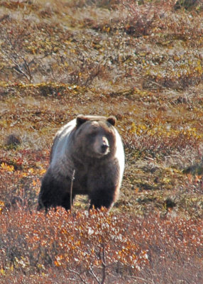 Denali-NP-Bears-413.jpg