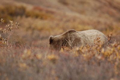 Denali Bear 433.JPG