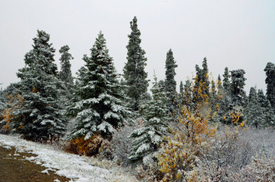 Denali-New-Snow-001.jpg