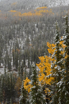 Denali-Scenery-010.jpg