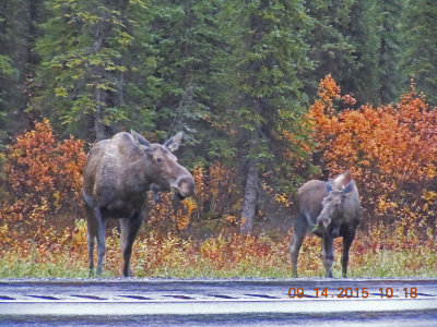 Talkeetna-Moose-847.jpg