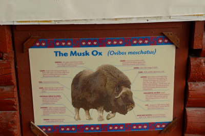 Musk-Ox-Farm-059.jpg
