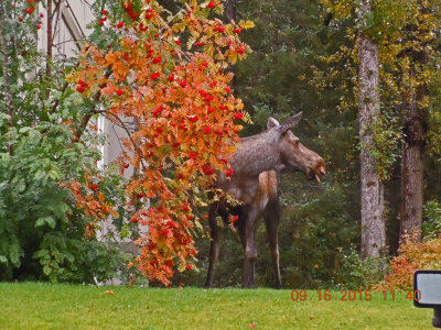 Girdwood-Moose-897.jpg
