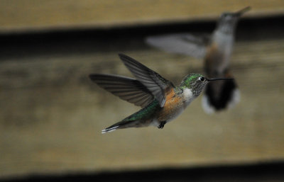 Hummingbird Images from St Elmo Colorado