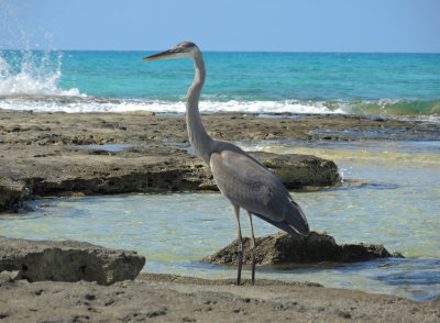 Eleuthera, Bahamas, Duck Inn, Jan 29th - Feb 19th 2014