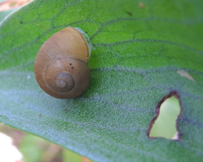 escargot ?