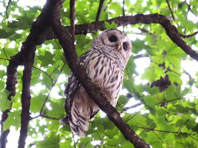 whoo'd thought, a wild Barred Owl behind our hotel