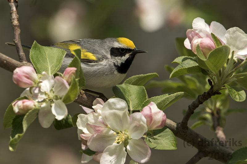 9K9A2657.jpgGolden-winged Warbler. Washington Co. WI