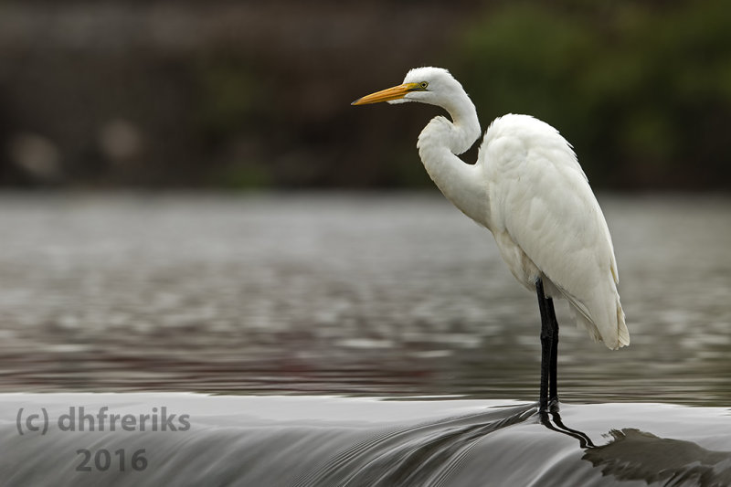 Great Egret. Burlington, WI