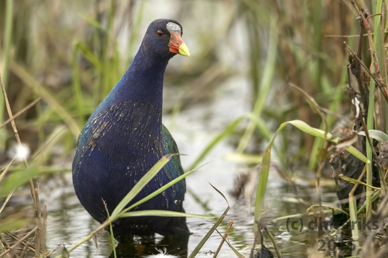 Purple Gallinule. Juneau Co. WI