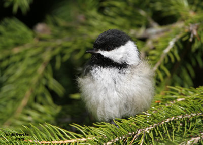 Chickadee. Lake Park, Milwaukee