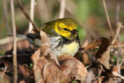 Black-throated Green Warbler. Lake Park, Milwaukee