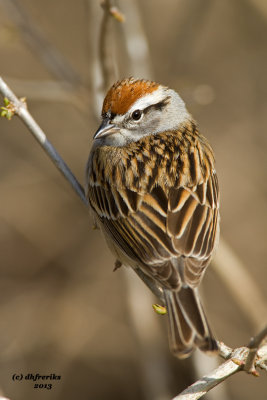 Chipping Sparrow. Lake Park, Milwaukee