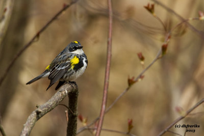 Yellow-rumped Warbler. Lake Park, Milwaukee