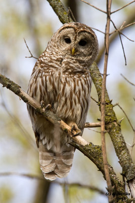 Barred Owl. Pheasant Branch, Madison, WI