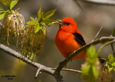 Scarlet Tanager. Grant Park, Milwaukee