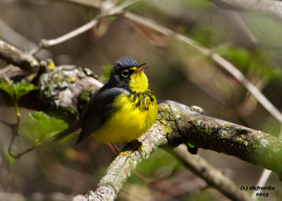 Canada Warbler. Grant Park, Milwaukee